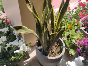 O Poder Verde: Seis Espécies de Plantas que Prometem Prosperidade e Segurança no Lar